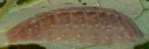 Final instar larva, side view: Peacock Jewel (Hypochrysops pythias euclides)