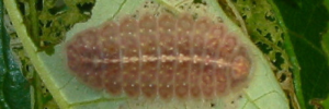 Final instar larva, top view: Peacock Jewel (Hypochrysops pythias euclides)
