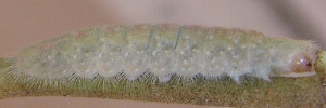 Later instar larva, side view: Peacock Jewel (Hypochrysops pythias euclides)