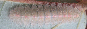 Later instar larva, top view: Peacock Jewel (Hypochrysops pythias euclides)