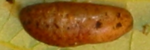 Pupa, side view: Peacock Jewel (Hypochrysops pythias euclides)