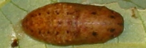 Pupa, top view: Peacock Jewel (Hypochrysops pythias euclides)