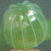 Egg, egg: Blue-banded Eggfly (Hypolimnas alimena lamina)