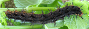 Final instar larva, top view: Blue-banded Eggfly (Hypolimnas alimena lamina)