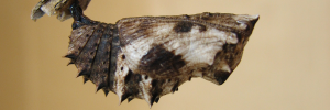 Pupa, side view: Blue-banded Eggfly (Hypolimnas alimena lamina)