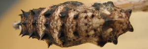 Pupa, top view: Blue-banded Eggfly (Hypolimnas alimena lamina)