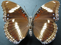 Adult, male, underside: Varied Eggfly (Hypolimnas bolina nerina)