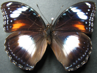 Adult, female, upperside: Varied Eggfly (Hypolimnas bolina nerina)