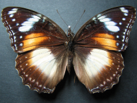 Adult, male, upperside: Varied Eggfly (Hypolimnas bolina nerina)