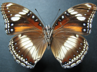 Adult, male, underside: Varied Eggfly (Hypolimnas bolina nerina)