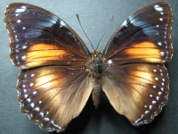 Adult, female, upperside: Varied Eggfly (Hypolimnas bolina nerina)