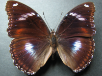 Adult, male, upperside: Varied Eggfly (Hypolimnas bolina nerina)