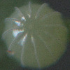 Egg, egg: Varied Eggfly (Hypolimnas bolina nerina)