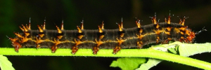 Final instar larva, side view: Varied Eggfly (Hypolimnas bolina nerina)
