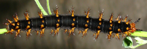 Final instar larva, top view: Varied Eggfly (Hypolimnas bolina nerina)