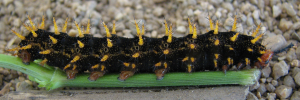 Final instar larva, side view: Varied Eggfly (Hypolimnas bolina nerina)