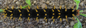 Final instar larva, top view: Varied Eggfly (Hypolimnas bolina nerina)