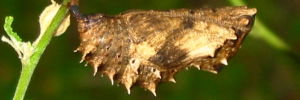 Pupa, side view: Varied Eggfly (Hypolimnas bolina nerina)