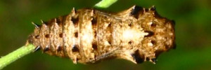 Pupa, top view: Varied Eggfly (Hypolimnas bolina nerina)