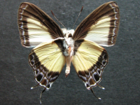 Adult, male, underside: Orchid Flash (Hypolycaena danis turneri)