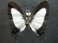 Adult, female, upperside: Orchid Flash (Hypolycaena danis turneri)