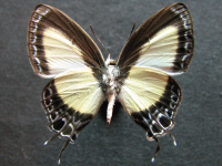 Adult, female, underside: Orchid Flash (Hypolycaena danis turneri)