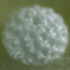 Egg, egg: Orchid Flash (Hypolycaena danis turneri)