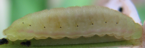 Final instar larva, side view: Orchid Flash (Hypolycaena danis turneri)