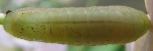 Final instar larva, top view: Orchid Flash (Hypolycaena danis turneri)