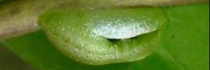 Pupa, side view: Orchid Flash (Hypolycaena danis turneri)