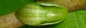Pupa, top view: Orchid Flash (Hypolycaena danis turneri)