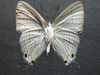 Adult, male, underside: Black-spotted Flash (Hypolycaena phorbas phorbas)