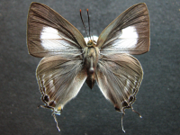 Adult, female, upperside: Black-spotted Flash (Hypolycaena phorbas phorbas)