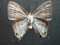 Adult, female, underside: Black-spotted Flash (Hypolycaena phorbas phorbas)