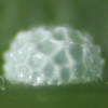 Egg, egg: Black-spotted Flash (Hypolycaena phorbas phorbas)