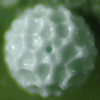 Egg, egg: Black-spotted Flash (Hypolycaena phorbas phorbas)