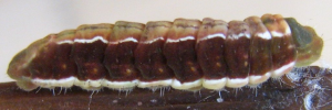 Final instar larva, side view: Black-spotted Flash (Hypolycaena phorbas phorbas)