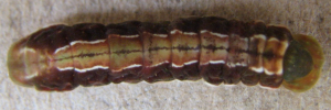 Final instar larva, top view: Black-spotted Flash (Hypolycaena phorbas phorbas)