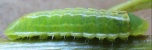 Final instar larva, side view: Black-spotted Flash (Hypolycaena phorbas phorbas)