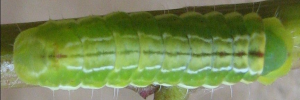 Final instar larva, top view: Black-spotted Flash (Hypolycaena phorbas phorbas)