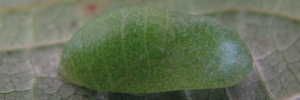Pupa, side view: Black-spotted Flash (Hypolycaena phorbas phorbas)