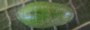 Pupa, top view: Black-spotted Flash (Hypolycaena phorbas phorbas)
