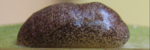 Pupa, side view: Black-spotted Flash (Hypolycaena phorbas phorbas)