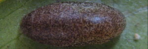 Pupa, top view: Black-spotted Flash (Hypolycaena phorbas phorbas)