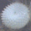 Egg, egg: Bronze Line-blue (Ionolyce helicon hyllus)