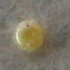 Egg, egg: Bronze Line-blue (Ionolyce helicon hyllus)
