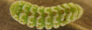 Final instar larva, top view: Bronze Line-blue (Ionolyce helicon hyllus)