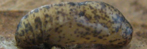 Pupa, side view: Bronze Line-blue (Ionolyce helicon hyllus)