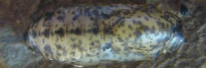 Pupa, top view: Bronze Line-blue (Ionolyce helicon hyllus)