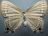 Adult, male, underside: Emerald Hairstreak (Jalmenus daemeli)